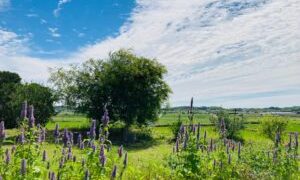 グリジャ大交流会